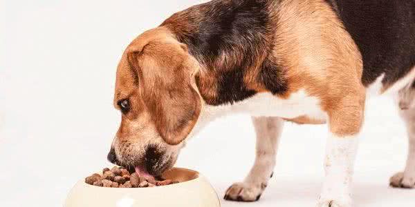 再这样喂食你家爱犬，只是给它肠胃上刑，伤害很大！