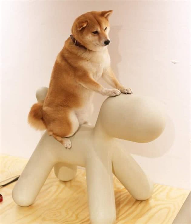爱洗澡的柴犬学游泳，在空中划水的样子，太可爱了