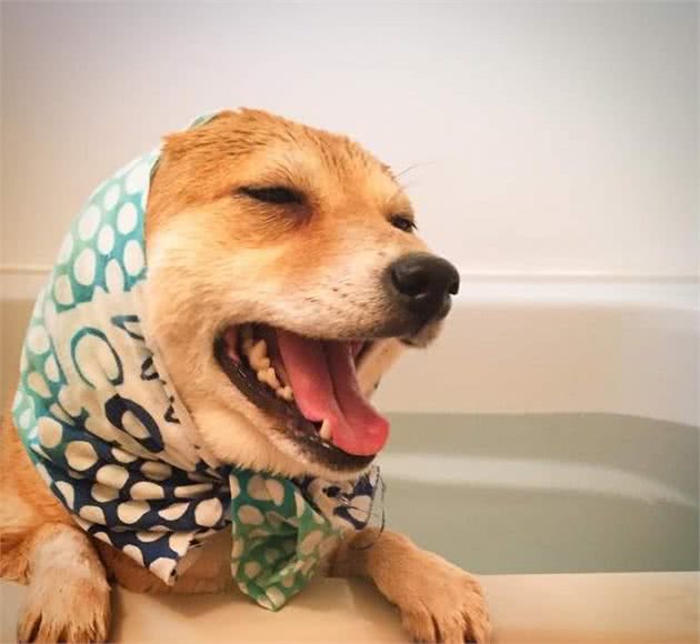 爱洗澡的柴犬学游泳，在空中划水的样子，太可爱了