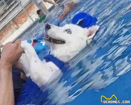 爱洗澡的柴犬学游泳，在空中划水的样子，太可爱了