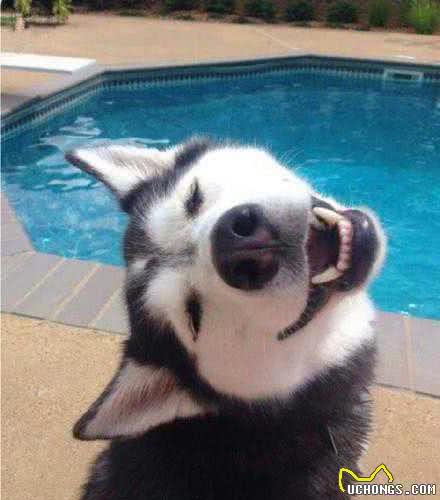爱洗澡的柴犬学游泳，在空中划水的样子，太可爱了