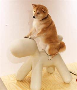 爱洗澡的柴犬学游泳，在空中划水的样子，太可爱了