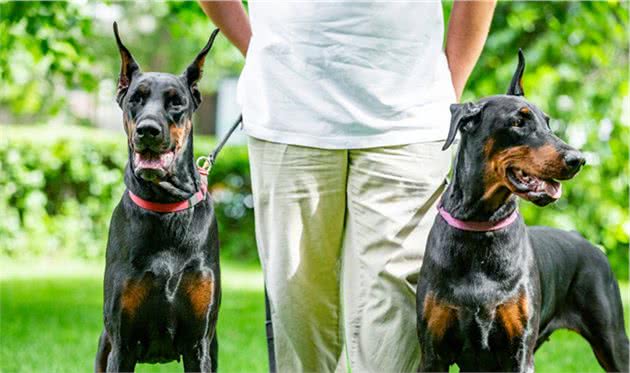 世界犬种智商排行榜第五位，杜宾犬