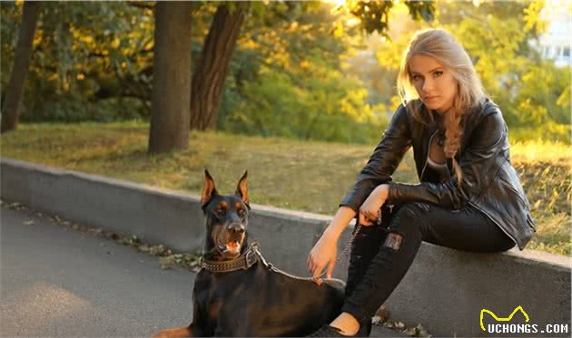 世界犬种智商排行榜第五位，杜宾犬
