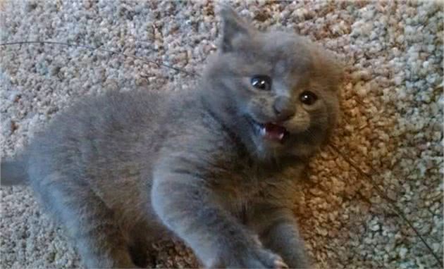 狸花猫看似霸道，可当流浪奶猫到家时却悉心照料，猫：萌即是正义