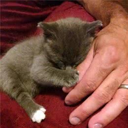 狸花猫看似霸道，可当流浪奶猫到家时却悉心照料，猫：萌即是正义
