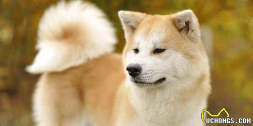 为什么饲养“秋田犬”的人越来越多了？背后有这几大原因
