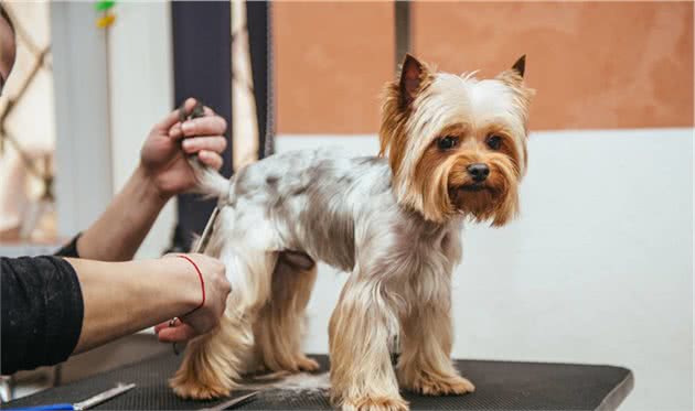 如果你想买一只小型宠物犬，考虑下约克夏犬吧！它勇敢忠诚还护主