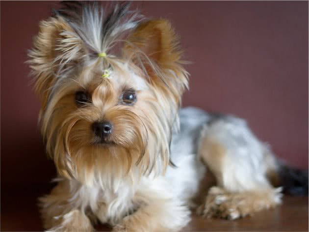 如果你想买一只小型宠物犬，考虑下约克夏犬吧！它勇敢忠诚还护主
