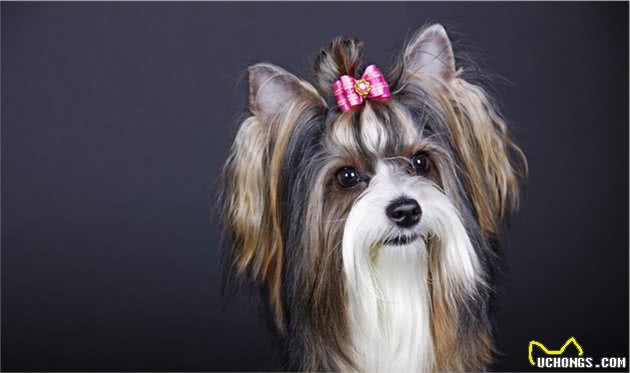 如果你想买一只小型宠物犬，考虑下约克夏犬吧！它勇敢忠诚还护主