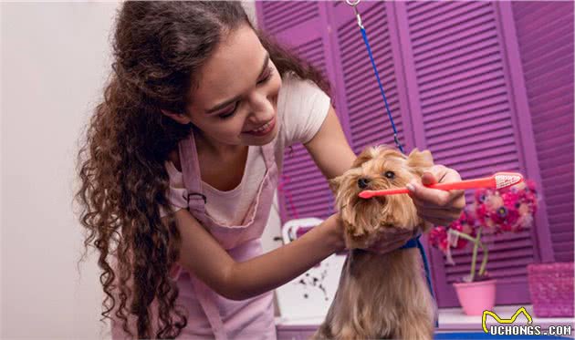如果你想买一只小型宠物犬，考虑下约克夏犬吧！它勇敢忠诚还护主