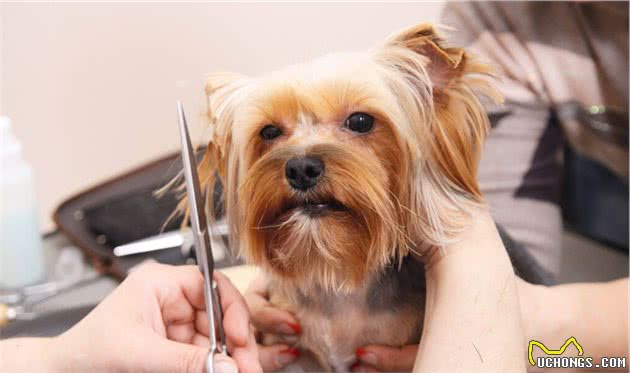 如果你想买一只小型宠物犬，考虑下约克夏犬吧！它勇敢忠诚还护主
