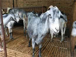 有一种羊人们叫它狗羊，虽然体型小，但能多产，受到养殖户青睐