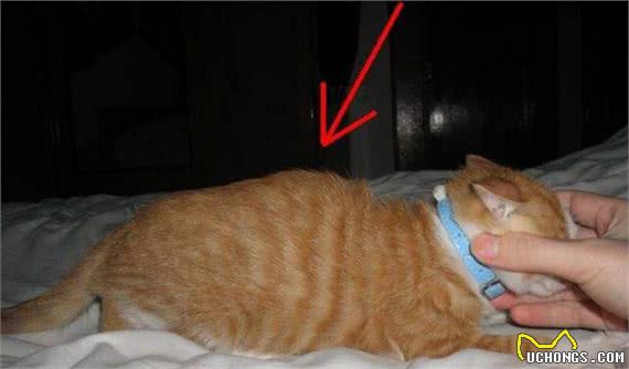 猫像人一样坐着很可爱？可能是它生病在向你求助