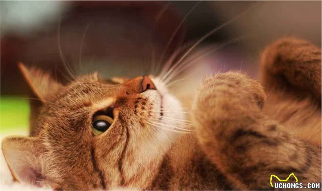 猫像人一样坐着很可爱？可能是它生病在向你求助