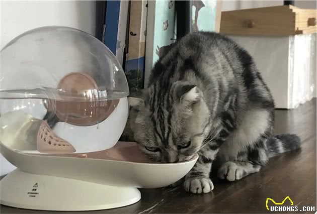 室内养猫十大禁忌，多学点没猫病