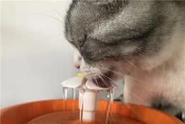 室内养猫十大禁忌，多学点没猫病