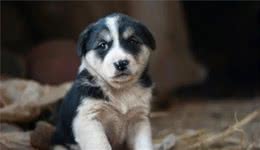 养犬新标准，你达标了吗？