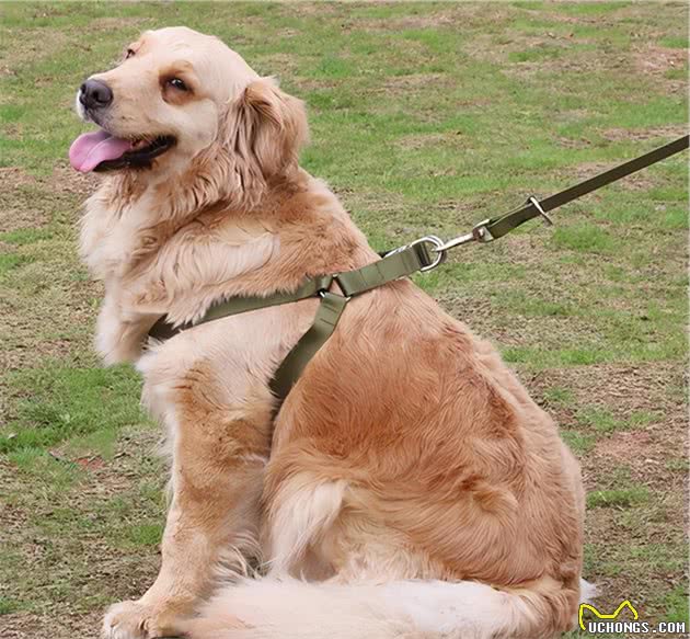 养大型犬就是害人害已吗？看完这个再说也不迟