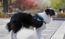 养大型犬就是害人害已吗？看完这个再说也不迟