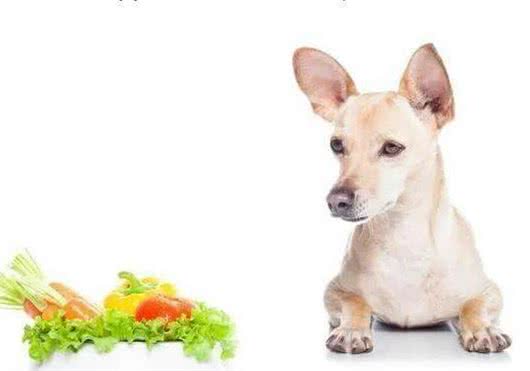 饲养狗狗的过程中，主人也要多注意饮食的问题，食物，宠物，神犬