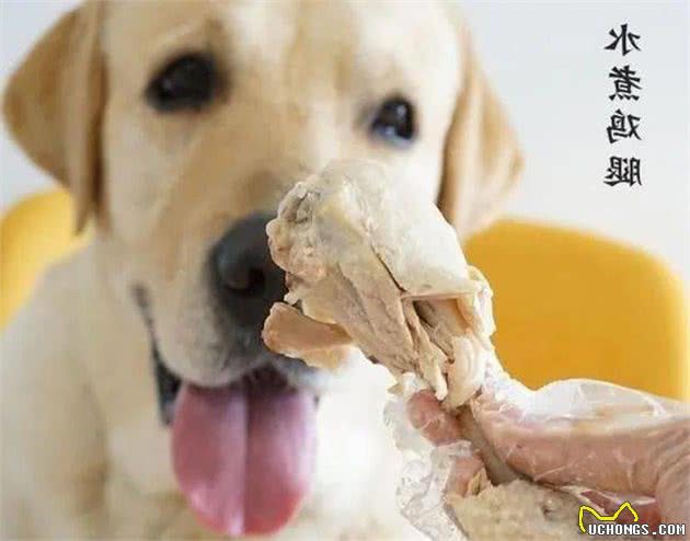 饲养狗狗的过程中，主人也要多注意饮食的问题，食物，宠物，神犬