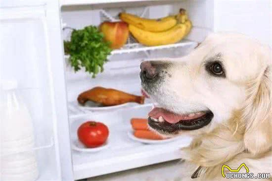 饲养狗狗的过程中，主人也要多注意饮食的问题，食物，宠物，神犬