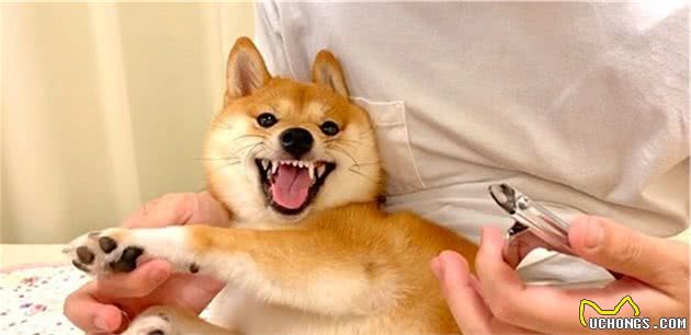 主人拿出指甲钳后，可爱柴犬瞬间变成恶犬，露出尖牙