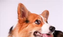 中型犬狗粮什么牌子好？