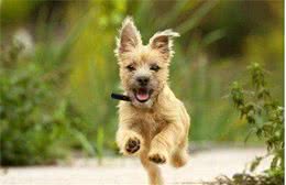 新手铲屎官生存指南02：养狗狗前我们需要有的心理准备