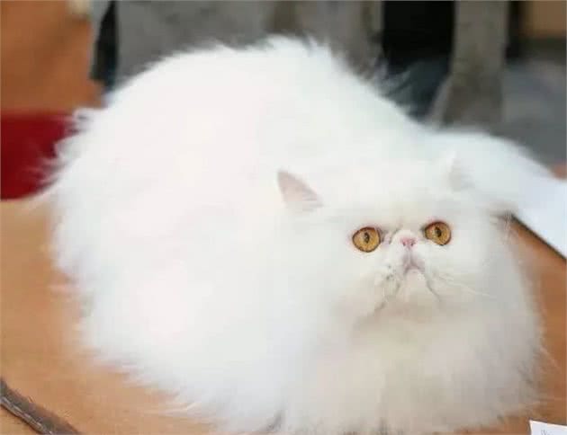 猫多囊肾丨如何打破家族遗传的魔咒？