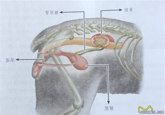 猫多囊肾丨如何打破家族遗传的魔咒？