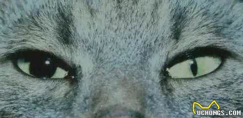 猫多囊肾丨如何打破家族遗传的魔咒？