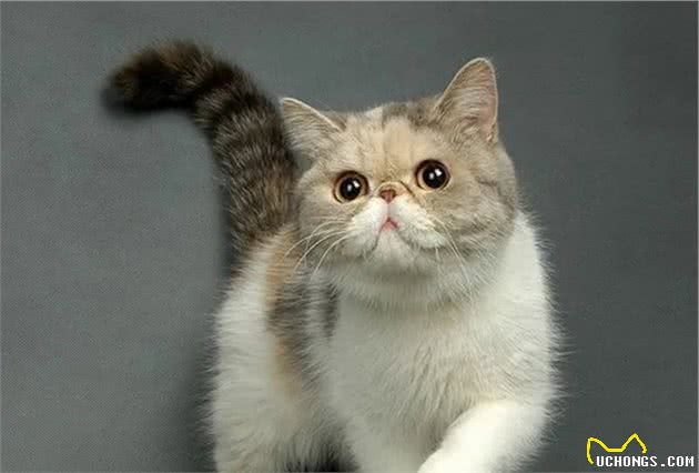 猫多囊肾丨如何打破家族遗传的魔咒？