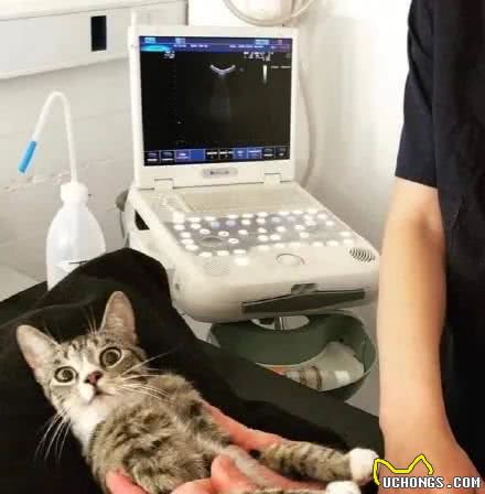 猫多囊肾丨如何打破家族遗传的魔咒？
