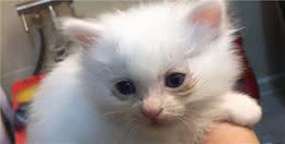 蓝金猫和蓝白猫是一个种族吗，有什么区别？