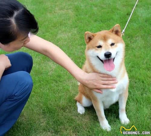 在家训练宠物犬，掌握这些要点，给训犬效果提提速