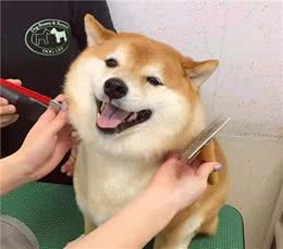 柴犬智商如何？答：相当高我俩一起参加过高考