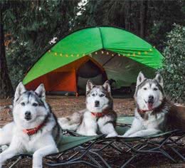 俄罗斯名犬西伯利亚雪橇犬，二哈的各种趣事