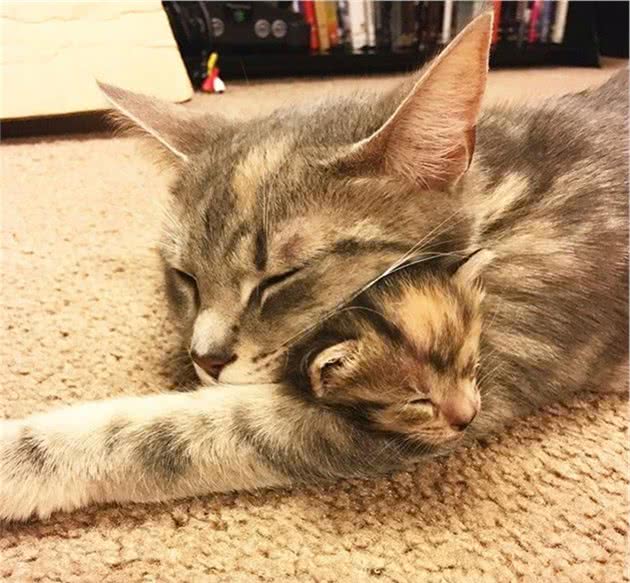 猫咪天生独眼塌鼻畸形！但它用独特的喵格魅力，把全家人给征服了