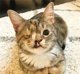 猫咪天生独眼塌鼻畸形！但它用独特的喵格魅力，把全家人给征服了