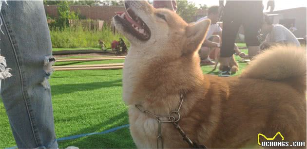 怎么挑选小柴犬呢？想买只纯种柴犬有什么挑选的技巧吗？