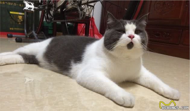 英国短毛猫为什么是“销量冠军”？只因为这几点太优秀了