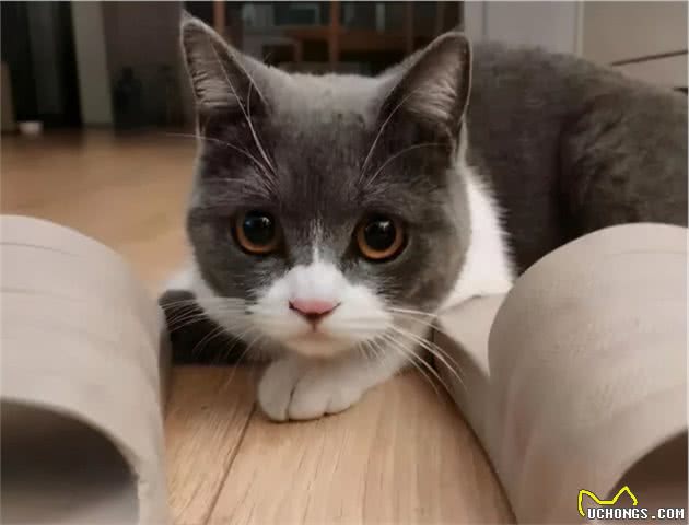英国短毛猫为什么是“销量冠军”？只因为这几点太优秀了