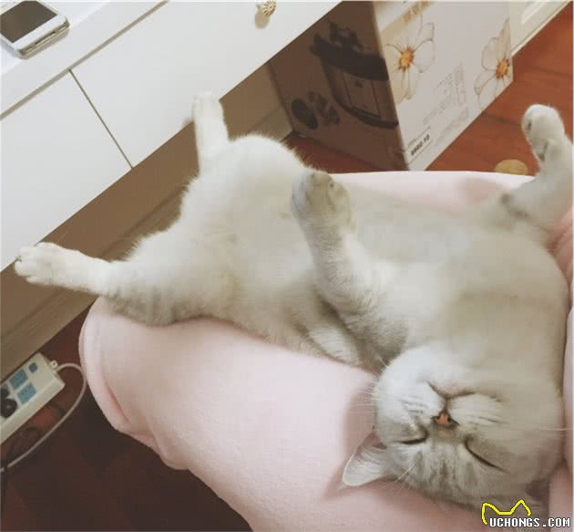 英国短毛猫为什么是“销量冠军”？只因为这几点太优秀了