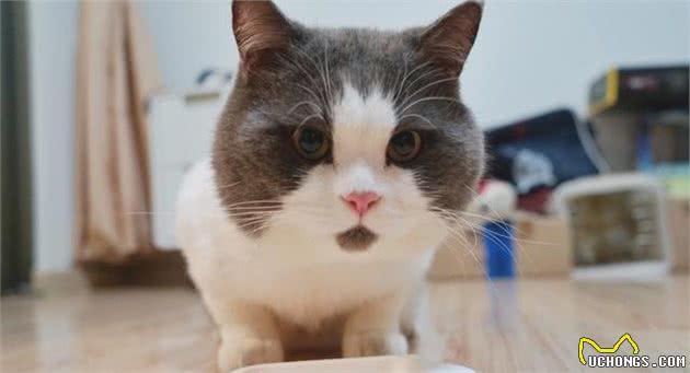 英国短毛猫为什么是“销量冠军”？只因为这几点太优秀了