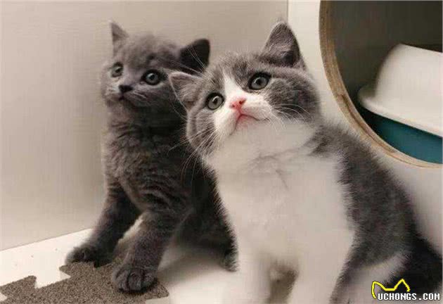 英国短毛猫为什么是“销量冠军”？只因为这几点太优秀了