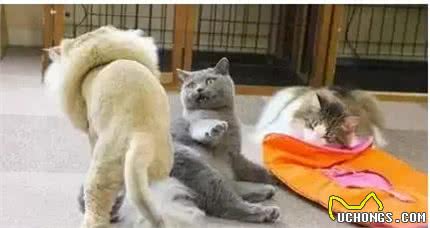 金吉拉猫和蓝猫打架，姿势笑坏众人