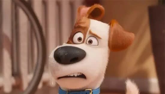 杰克罗素犬起源于英格兰