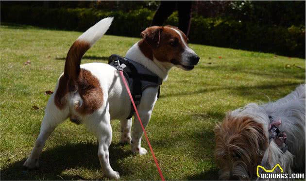 杰克罗素犬起源于英格兰
